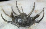 Alien Looking Ceratarges Trilobite - Top Quality #56543-1